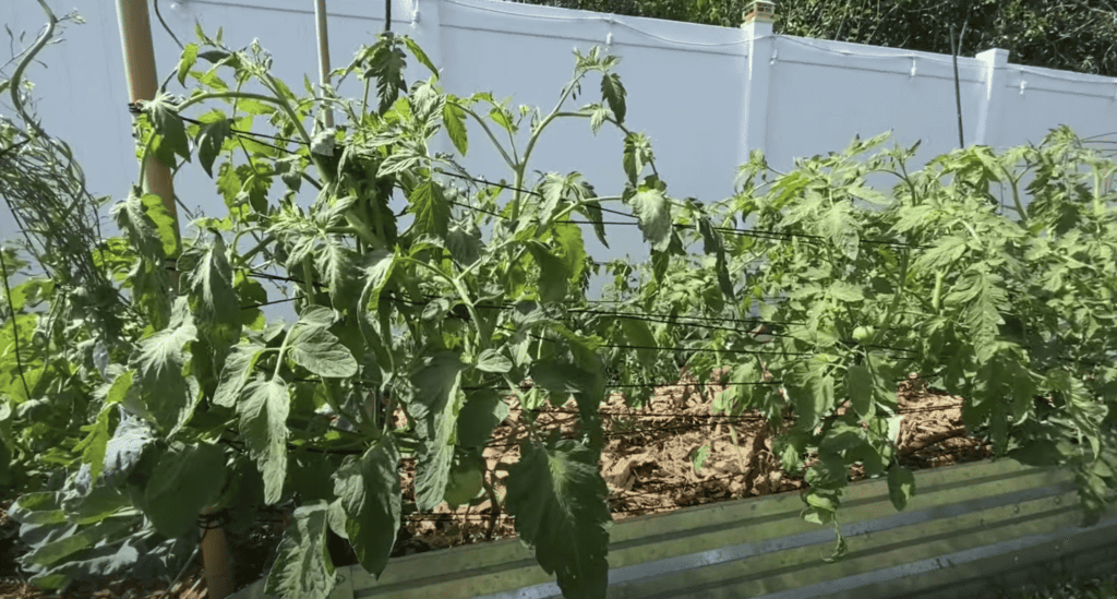 Tomato plants